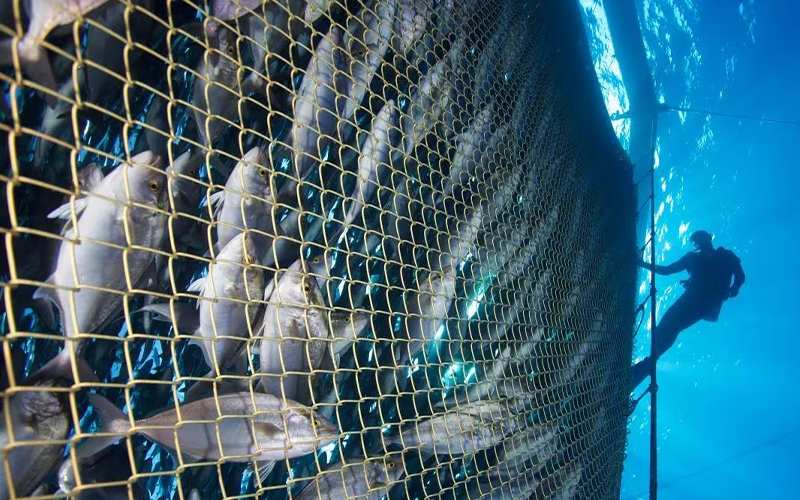 解决海洋水产养殖渔网生物污损难题