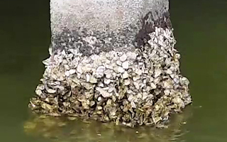 桥墩生物污损